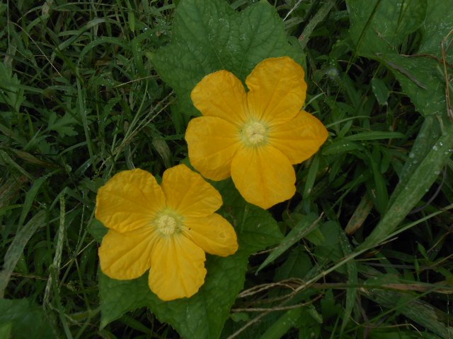 かぼちゃの花