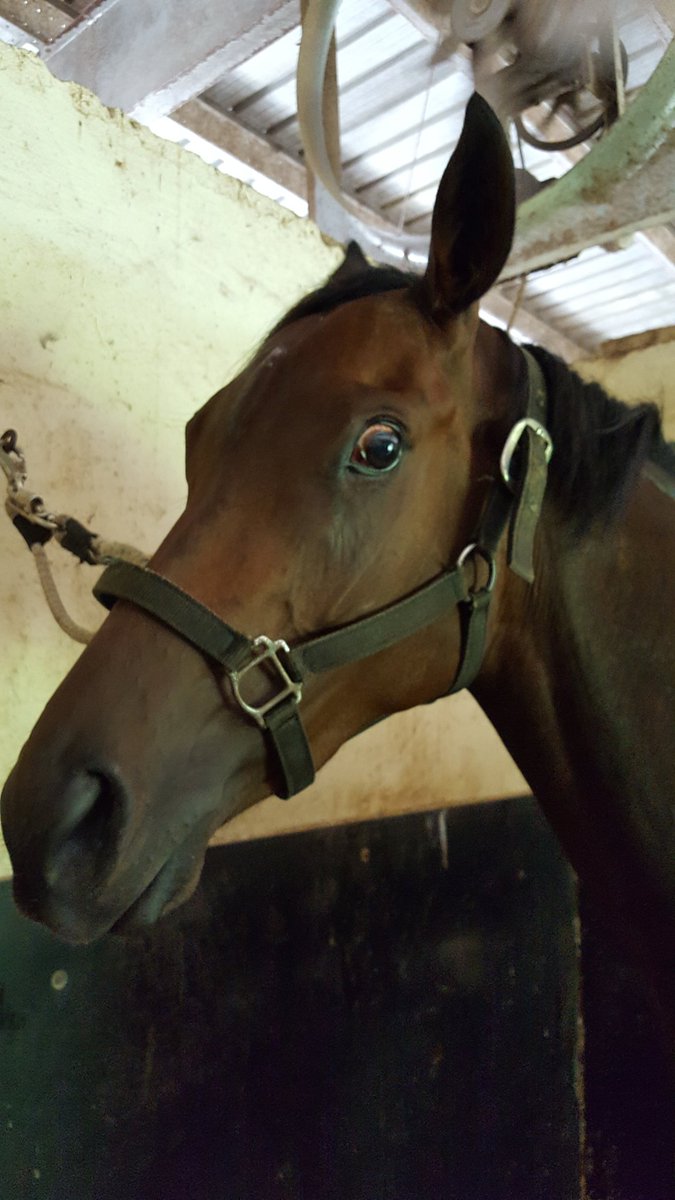 Jockey_Kenny's tweet photo. #FallenLeaf pre race b4 breaking maiden #NOANTICS .. she's thinking @GulfstreamPark @DRFInsidePost @CuttingEdgePEMF https://t.co/EwuS3YU79L