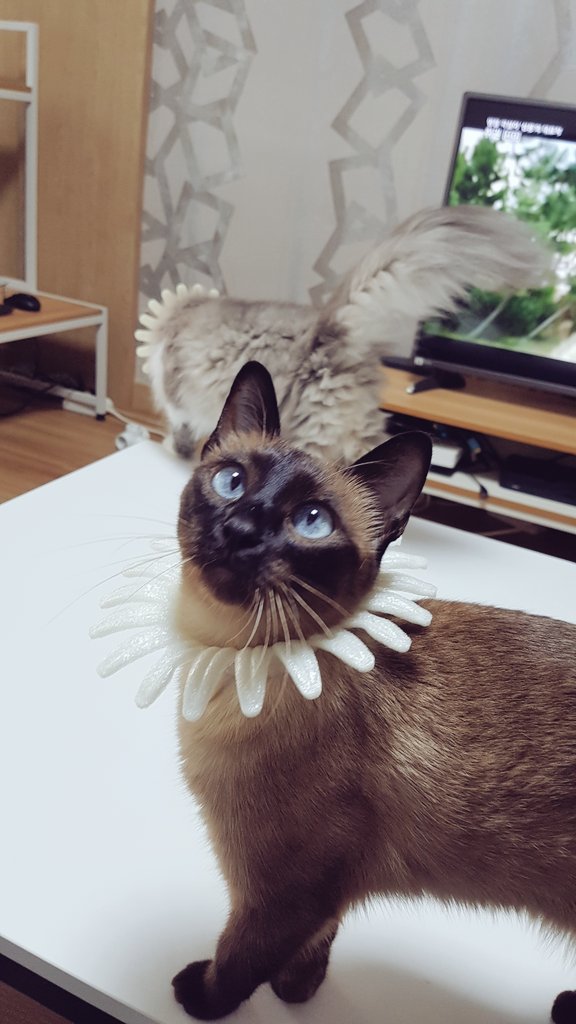 nag_32's tweet photo. 모카 https://t.co/RtzLu6tzcu