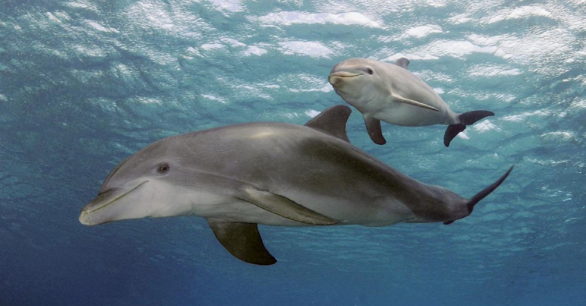 Quad_Finn's tweet photo. BLUE COVE: The Killers have lost the pod & the dolphins swim free!! #OpHenkaku #Tweet4Taiji https://t.co/JuLg5HX9fC