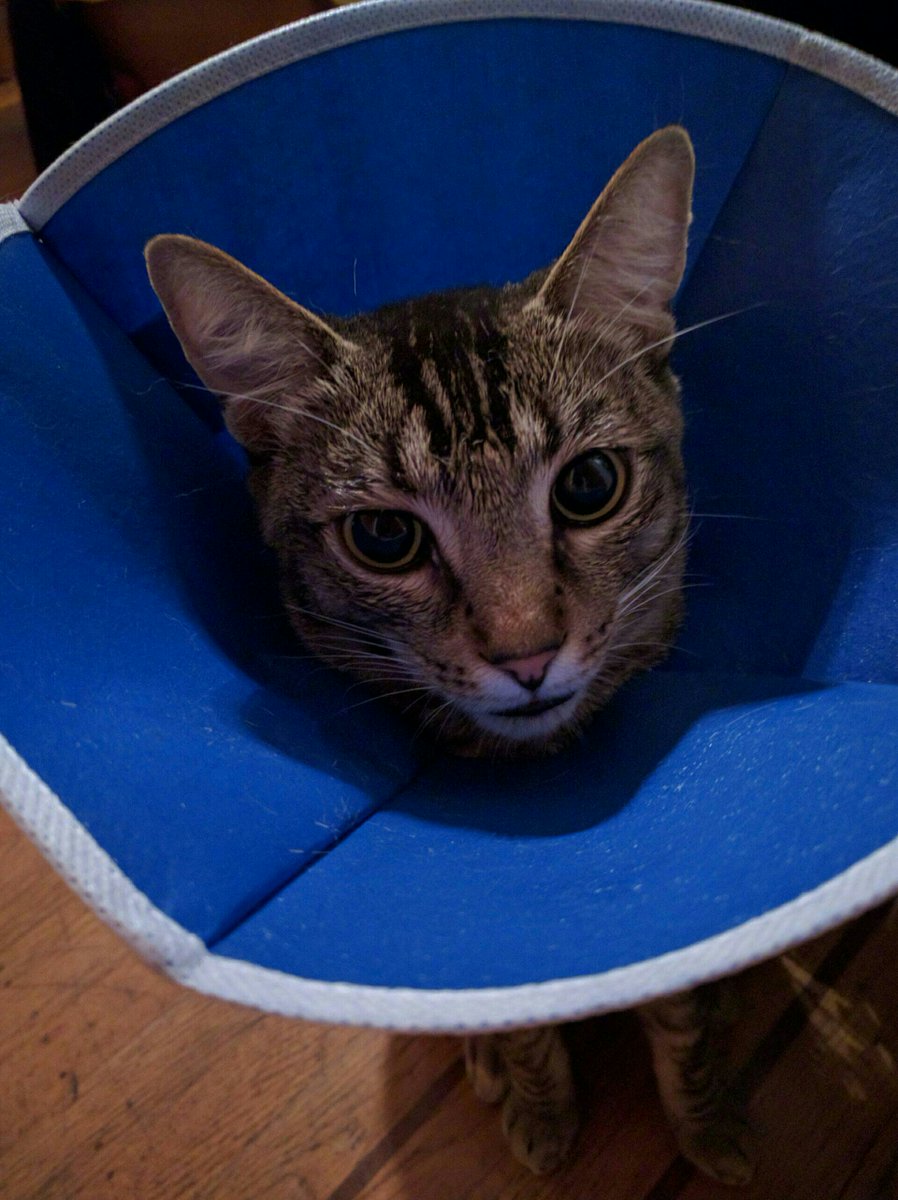 violetblue's tweet photo. Max is very stoned. He had surgery to both sides of his face, and has big stitches that get removed in 10 days. https://t.co/18ntX2OG8v