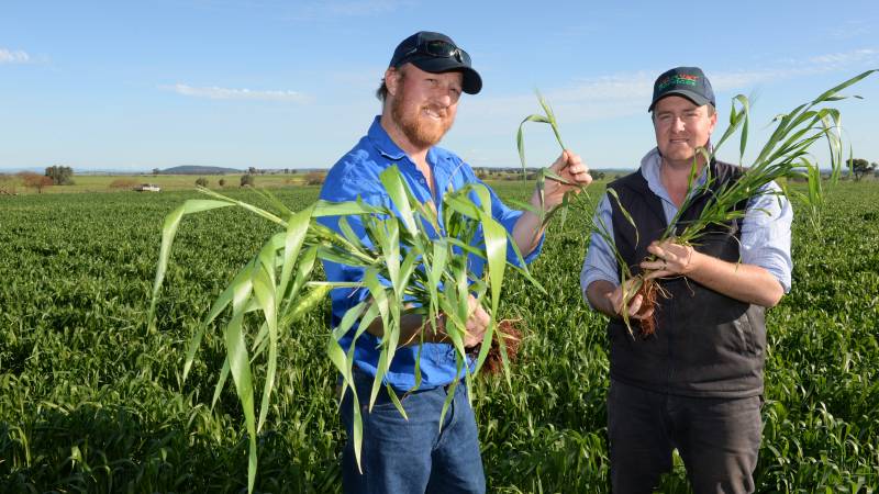 thelandnews's tweet photo. Diversity key to beating wheat blues: traders. https://t.co/o1j1DxamMx #agchatoz https://t.co/65rStiuyUT