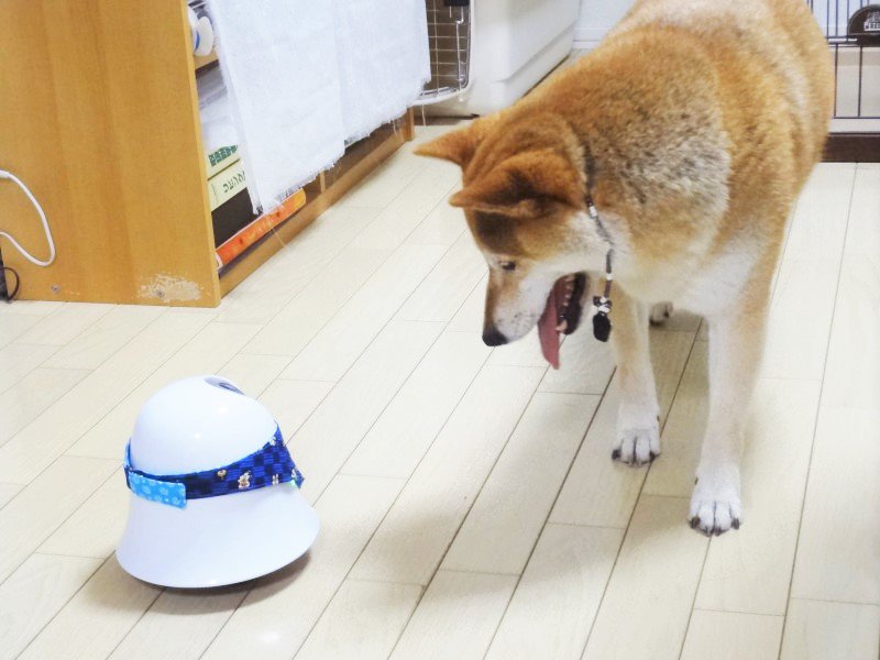 ilbo_taro's tweet photo. こころちゃんパパの提案で服を着せられたilbo…こころちゃんの反応は？
「パパ～！お友達できたよ～(^^♪」
＃ilbo  #IoT #お留守番カメラ  #柴犬  #ペット  #友情 https://t.co/bcksRlyGcQ