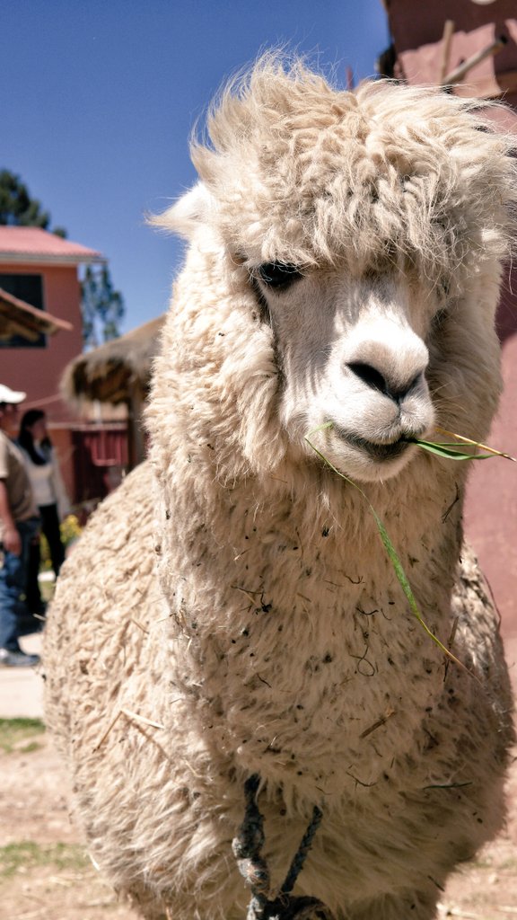MarieldeViaje's tweet photo. Una alpaquita feliz de ser fotografiada en el Valle Sagrado, #Perú. @visitaelperu #animals https://t.co/UEQOf1VdyW