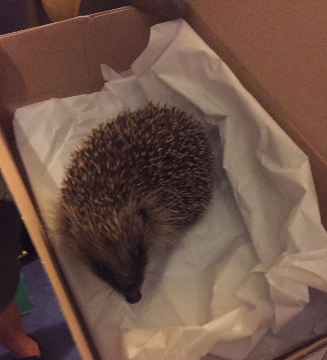 Just found this guy wandering around my room