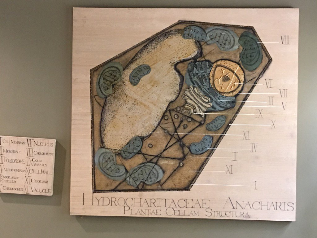 <a href="/jcmutton/">Julian Mutton</a>  Art / science collaborating create cell diagram furthering understanding of biology through artworks!