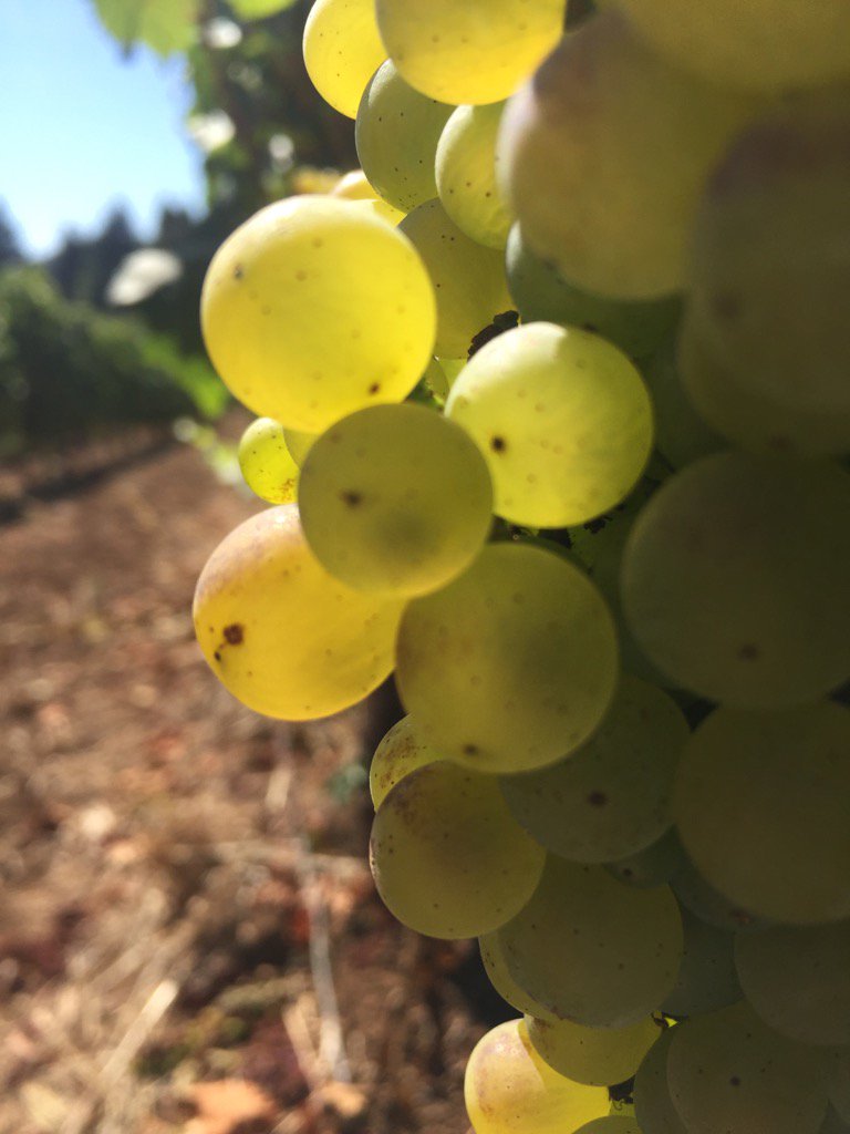 Four Winds Chardonnay ready to escape! Harvest 2016 upon us, couldn't be more excited. #harvestmoonfriday