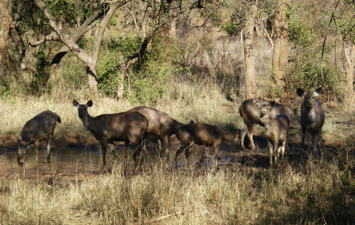 cirtnecce's tweet photo. #travel #willtravel #travelphotography #travelblogger #travelouges #Sariska #Safari
https://t.co/W9GLsg5ov6 https://t.co/gM6gbULq1d