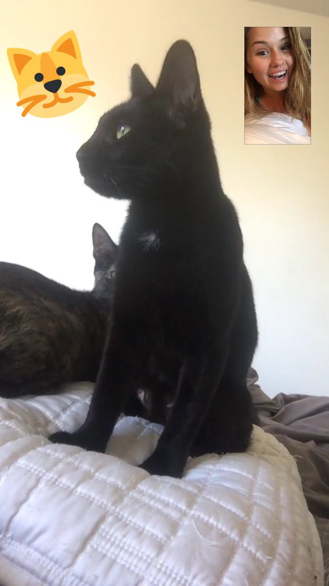 eugeeniegaga's tweet photo. Besides Pokรฉmon, I โค๏ธ your cats too.... #cats #DebbyRyan #Deboralien #kitty #blackcats #meow #cute https://t.co/2pdLkA31CM