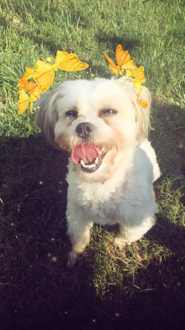 My baby is my background rn and she couldn't be any freaking cuter. I missed her so much.💞🐶🐛✨ https://t<a href="/tag/isthatsunburnorabadspraytan"class="tags"><span>#isthatsunburnorabadspraytan</span></a>
