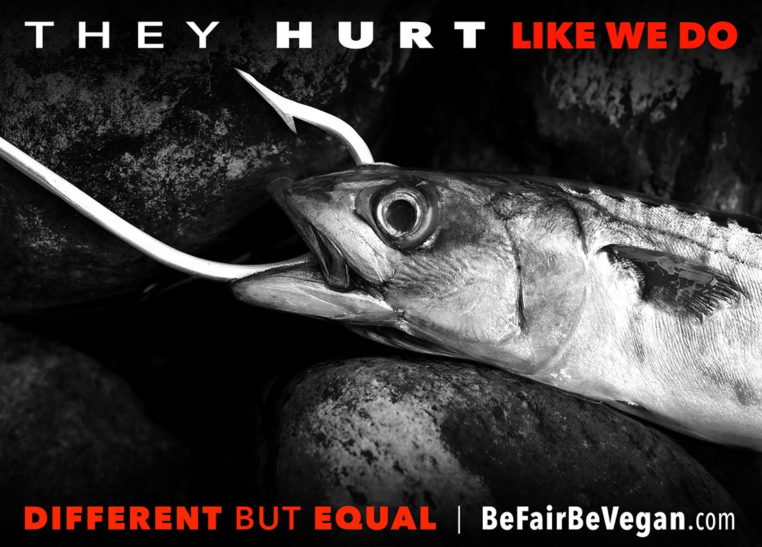 BeFairBeVegan's tweet photo. They hurt like we do. Go vegan https://t.co/o2W4Z2fIwD
#BeFairBeVegan https://t.co/wIiJJ1WOzH