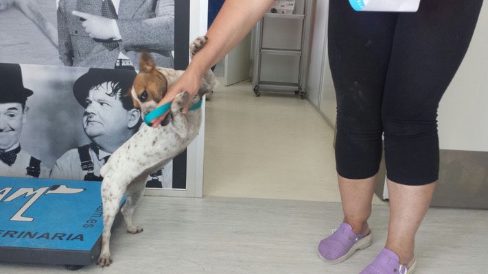 ritavon2's tweet photo. @ProtecTorres  LILA,1 año!Esta perrita pesa 6kg.Se lleva estupendamente con perros y gatos!Es súper cariñosa#Adopta https://t.co/oEQxH6bto3