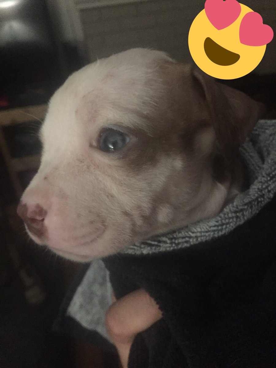 shadaimonster's tweet photo. Cute little #PuppyOfMine💞💞 #BratThough #IKnowHeWillGrowUp #OdinIsTheName https://t.co/GHJBtIXLee