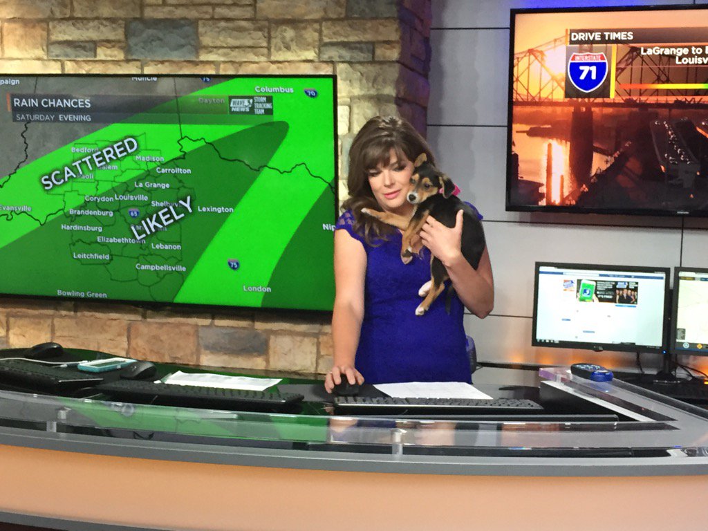 newsgirlval's tweet image. Your puppy forecast brought to you by @ChristieDutton @kyhumane #GiveLocalLouisville #wave3news Sunrise
