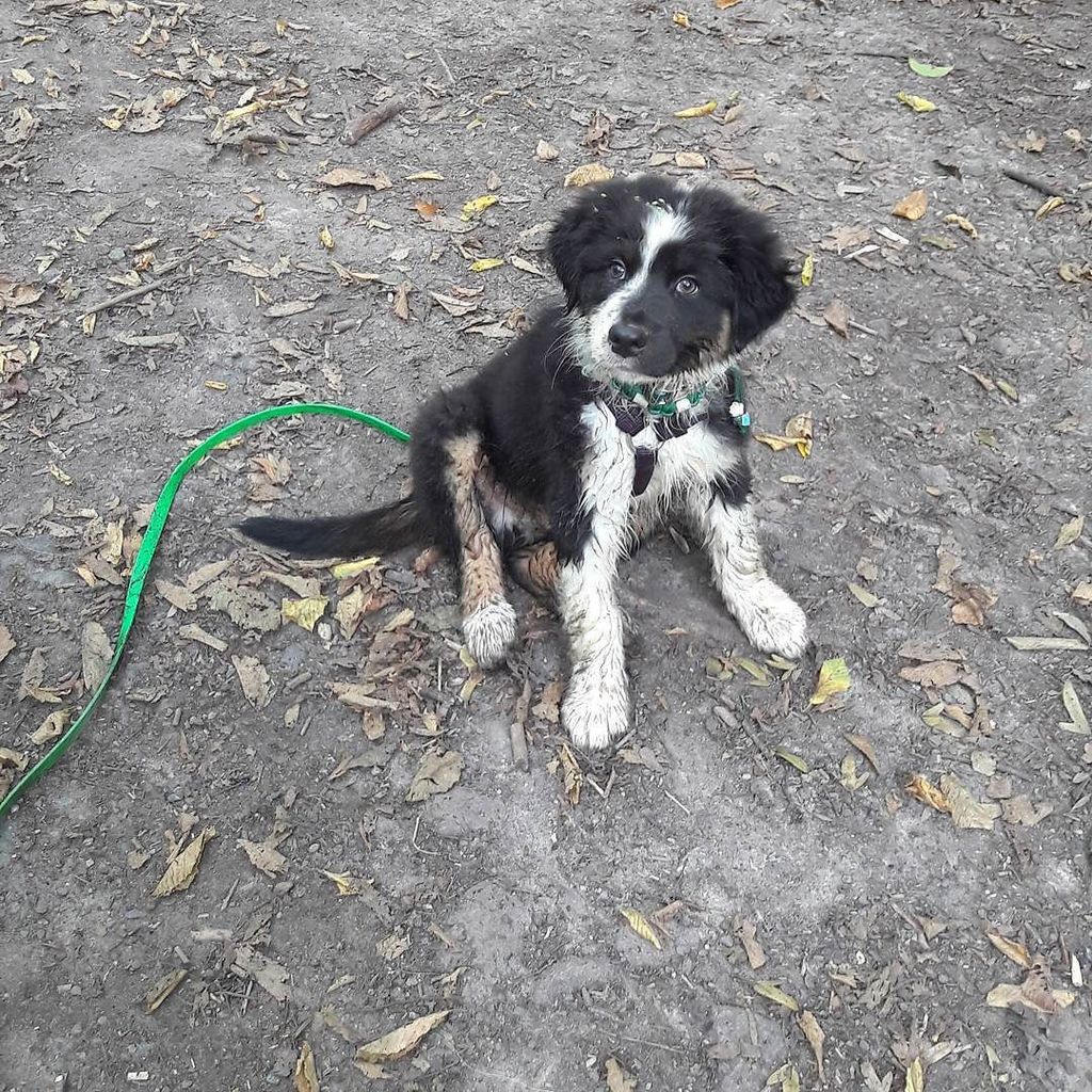 SakurAnisWorld's tweet photo. #DogsBadespaß #jppet #dogsmagazine https://t.co/ULOoz2wwDS https://t.co/2tXLFD2Ey7
