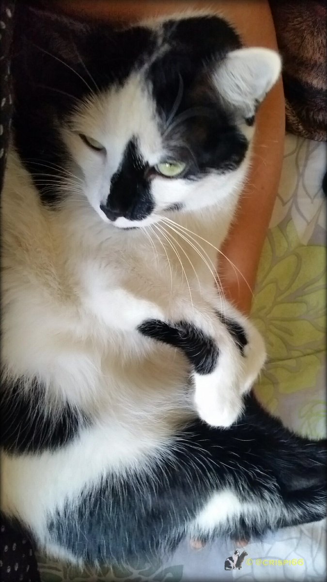 Crispi66's tweet photo. Cuddles time 😍
#FluffyFursday 
💞 🐾 🐼 https://t.co/1I568qqUSq