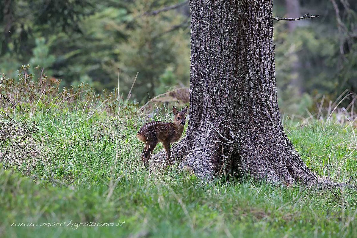 visitfiemme's tweet photo. Ti è mai capitato di avvistare il principe del #bosco? #Fiemme #Bambi
©GrazianoMarch @Ecoturismonlin2 @MondoAnimali https://t.co/O1OzFA4VIw