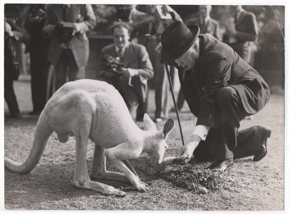 IconicPrints's tweet photo. Winston Churchill with his pet kangaroo at #London Zoo #vintage #original #photo printed 1947 #BattleOfBritainDay https://t.co/441JfZhhwn