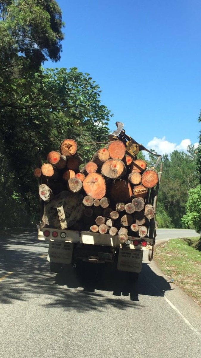 IvanGomezC's tweet photo. Bajando de Jarabacoa Pinos criollos y Caribea, jóvenes y adultos, grandes y pequeños, pero total que importa porq... https://t.co/dradNYkvFe