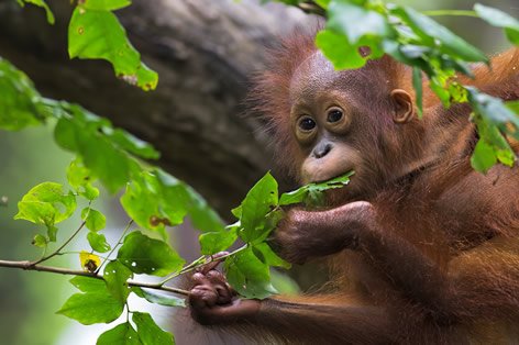 His 中部 公式 年末年始 セントレア に マリンドエア がやってくる ボルネオ島 コタキナバル マリンドエア直行チャーター便 12月30日 本日 対象商品も発表しました T Co Skalvy8fld