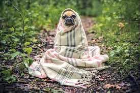 PetCareService5's tweet photo. How To Take Care Of Your Pet?
TIP1
Learn about your pet's special needs - dietary, health, housing and general care. https://t.co/ypF46ZD94A