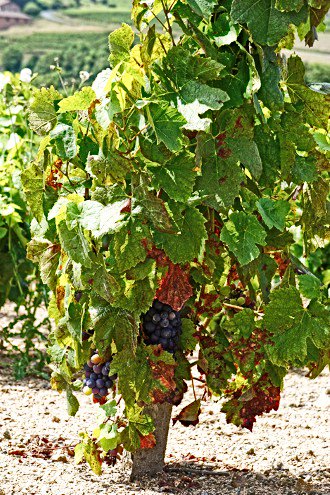 billnanson's tweet photo. a beaujolais harvest update https://t.co/Uj5R4qFfJX https://t.co/qw9F7lMASI