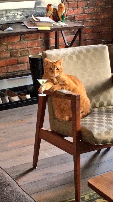 Because well....🐈🍸 and #lolcatz ❤️. RT: <a href="/LOL_cats/">LOL cats!</a>