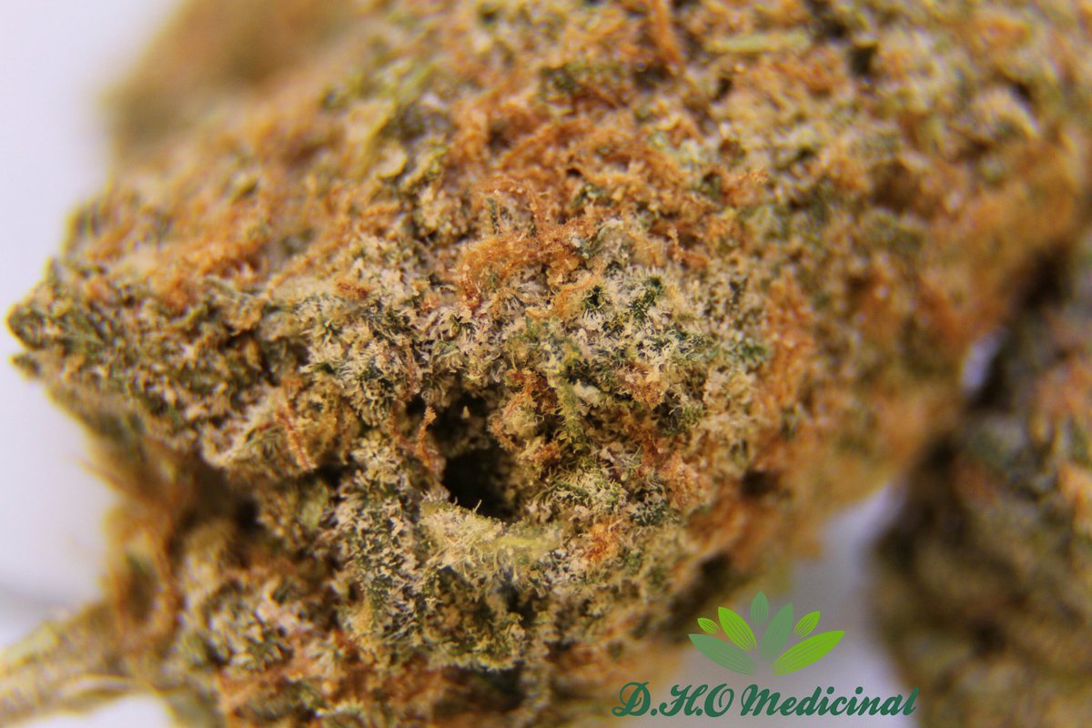 Macro White Castle by temple of calyx.
dhomedicinal.com ! 
#canadiancannabis #613stoners #dhomedicinal