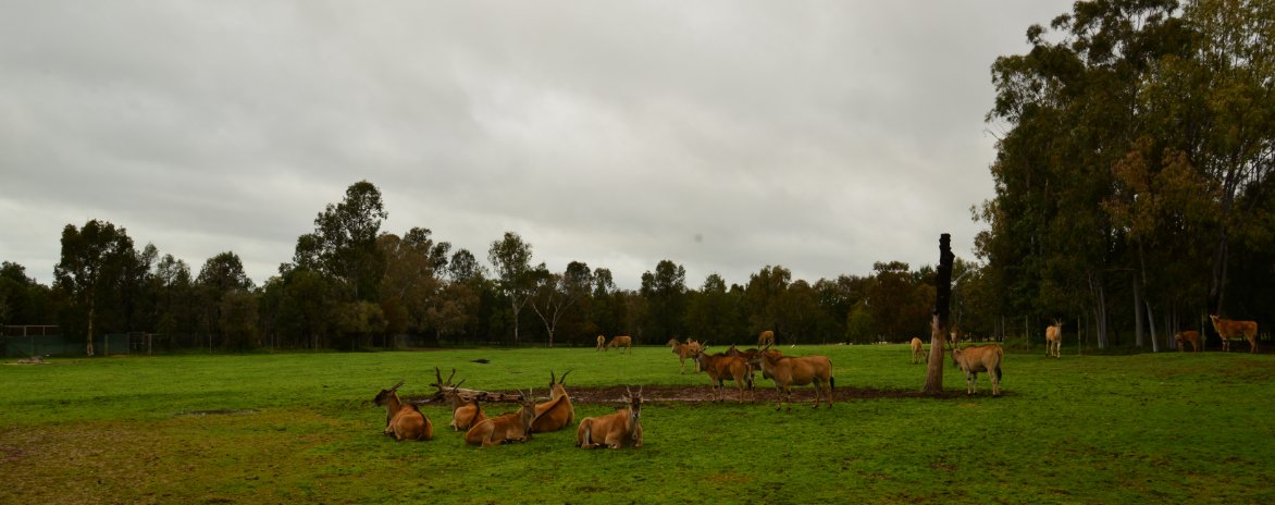 KennedyCreek1's tweet photo. The ##eland at #DubboZoo were looking pretty relaxed with life when #asv16 toured early in the morning https://t.co/eRHQWRHAJA