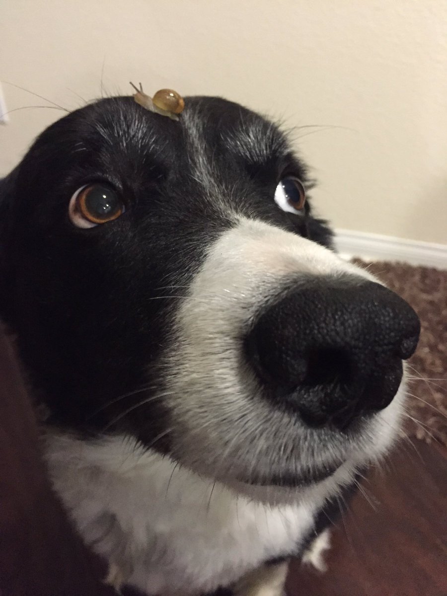 candycemegan's tweet photo. LEFT MY DOG OUTSIDE FOR 30 MINUTES AND THIS IS WHAT HAPPENED https://t.co/0N03eiQFnW