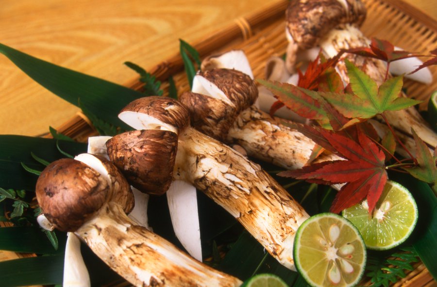 松茸の探し方コツやポイントは 見つからない理由や服装の注意点 ジャニヨミ