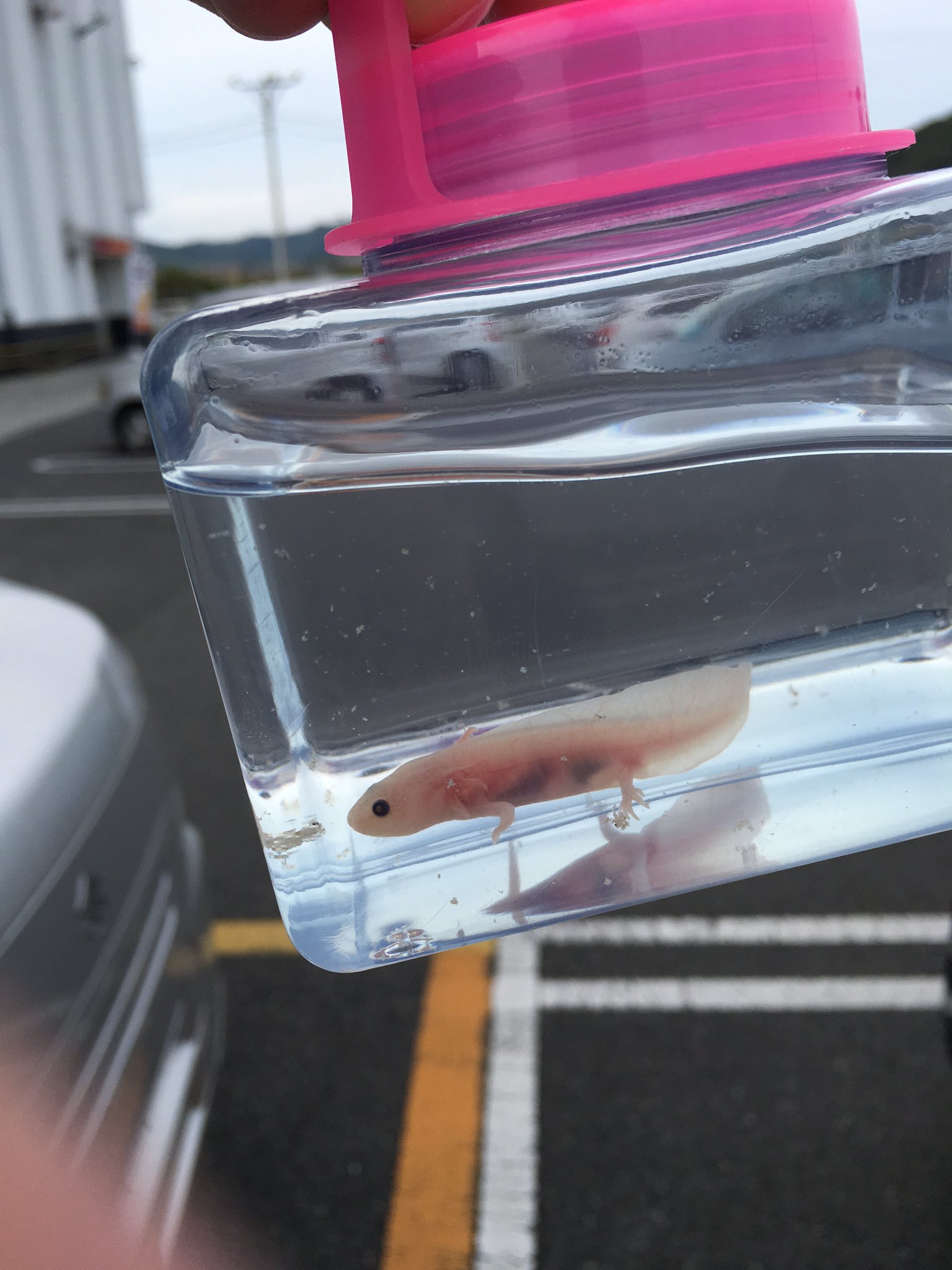 ヒカル Nextstage ウーパールーパーufoキャッチャーでgetしたった 笑 名前は半魚人 育てよっかな T Co 6vus6i3cya Twitter