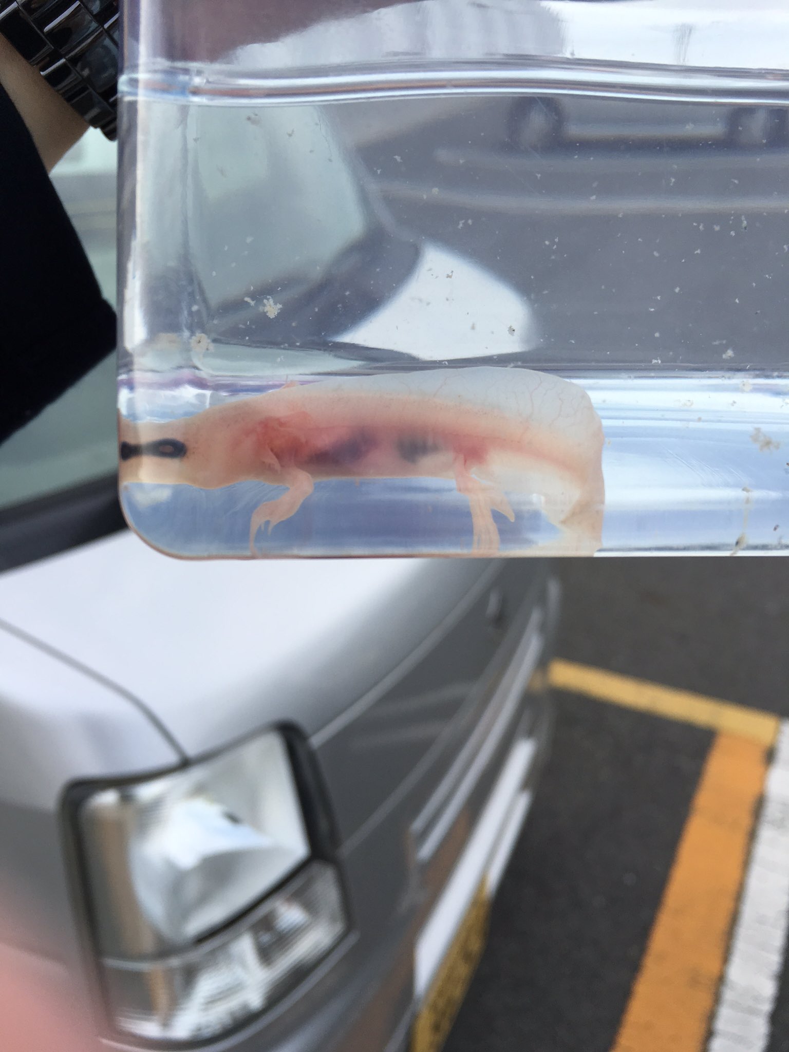 ヒカル Nextstage ウーパールーパーufoキャッチャーでgetしたった 笑 名前は半魚人 育てよっかな T Co 6vus6i3cya Twitter