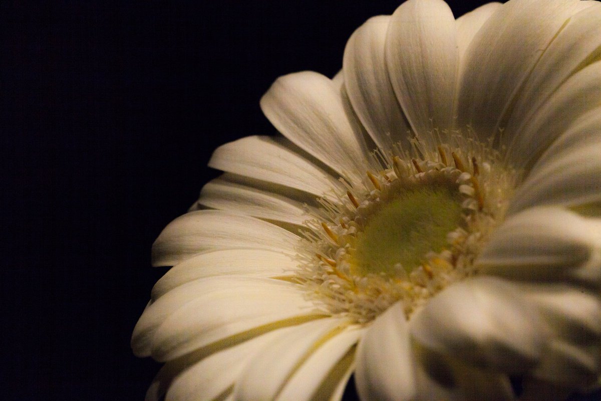 Andinerd's tweet image. good morning fellow friends