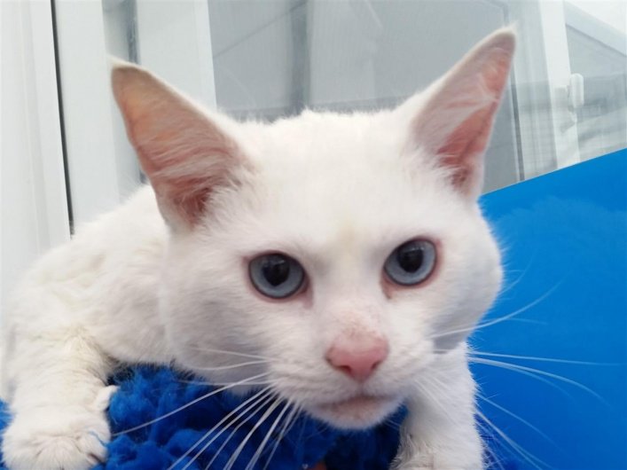 NorthiamBC's tweet photo. Hello everybody. My name is Pepsi and I'm a Siamese cross breed.  Read more https://t.co/GTf2sLdaEP #Siamese #adopt https://t.co/xCx50YNTsM