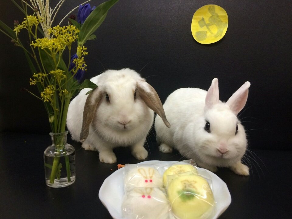 ট ইট র 十五夜うさぎ হ য শট য গ