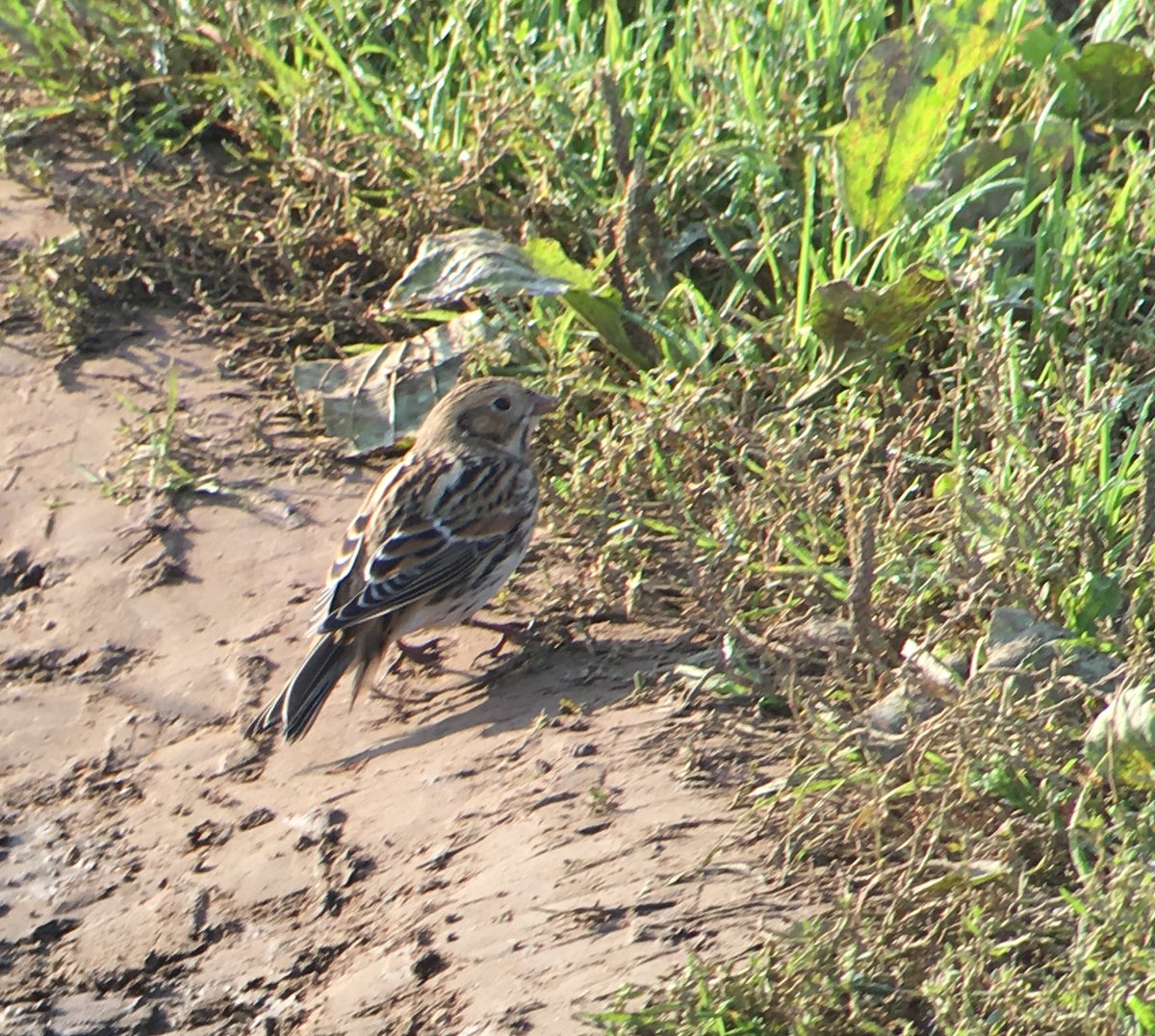 markhipkin1's tweet photo. Just found a Lapland Bunting at Rhossili. On footpath through The Vile SS411877 #digibins https://t.co/WzcwMIjeoB