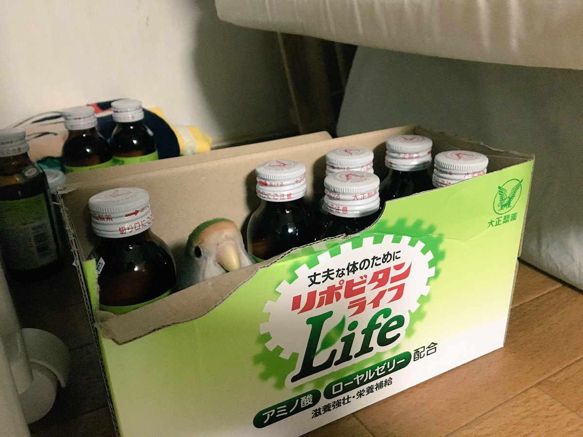 返事がないから探しまわってたら瓶になりきってた。