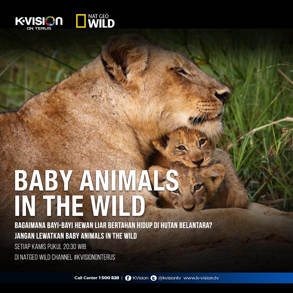 Kvision No Twitter Bgmn Bayi2 Hewan Liar Hidup Di Hutan Ntn