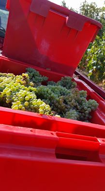 VigneronsNature's tweet photo. #vendanges2016 #Domainedutunnel https://t.co/MoINoY3Nwh https://t.co/el4ew4NGWv