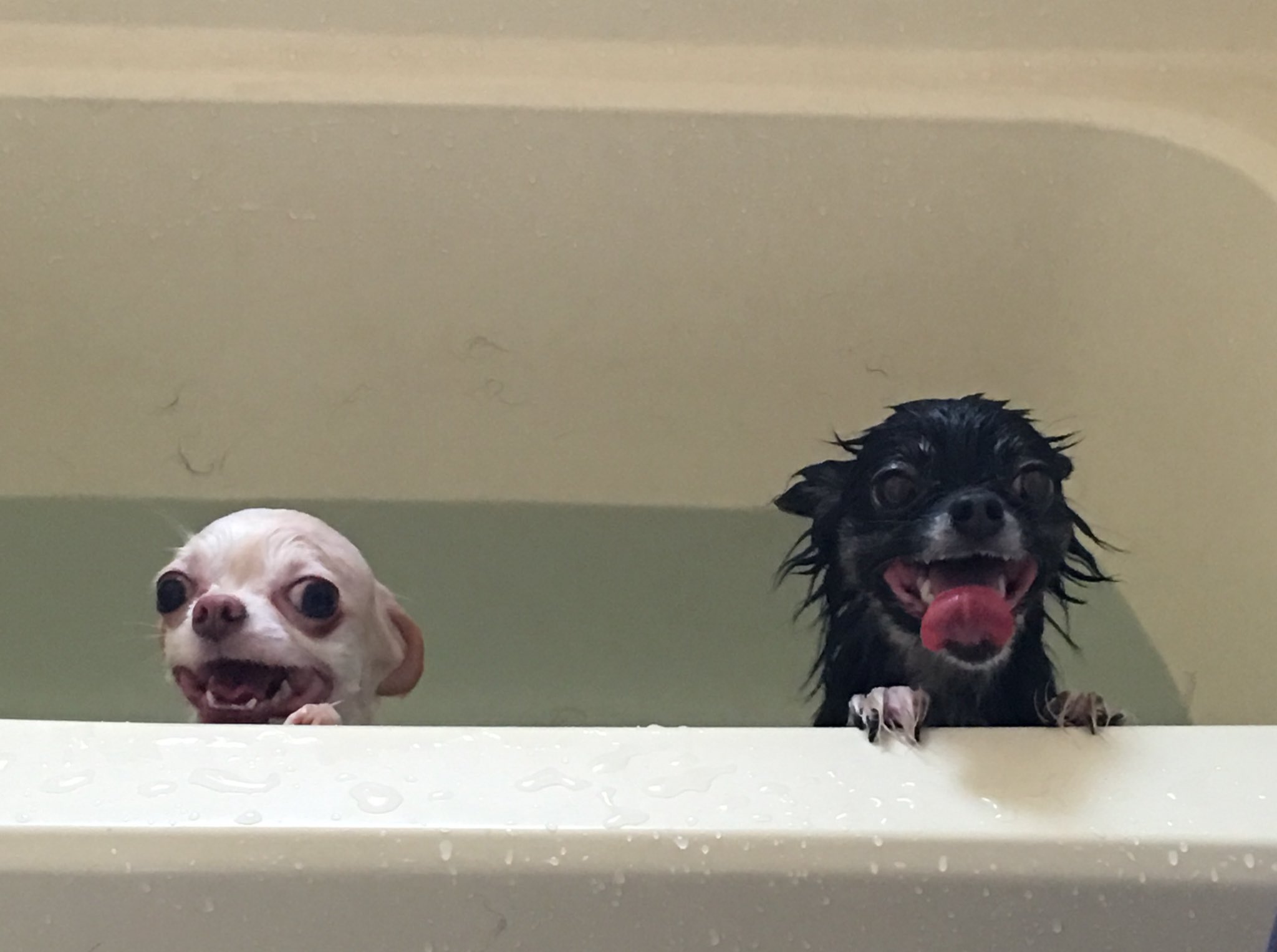 Mari 旦那が犬をお風呂に入れてくれました 湯船に浸からせるとパニックでお湯をバシャバシャ大暴れwで やっと縁に捕まって落ち着いた図wあ おもしろい チワワ チワワ2匹 ロングコートチワワ 犬の入浴 犬のお風呂 お風呂で大騒ぎ T Co
