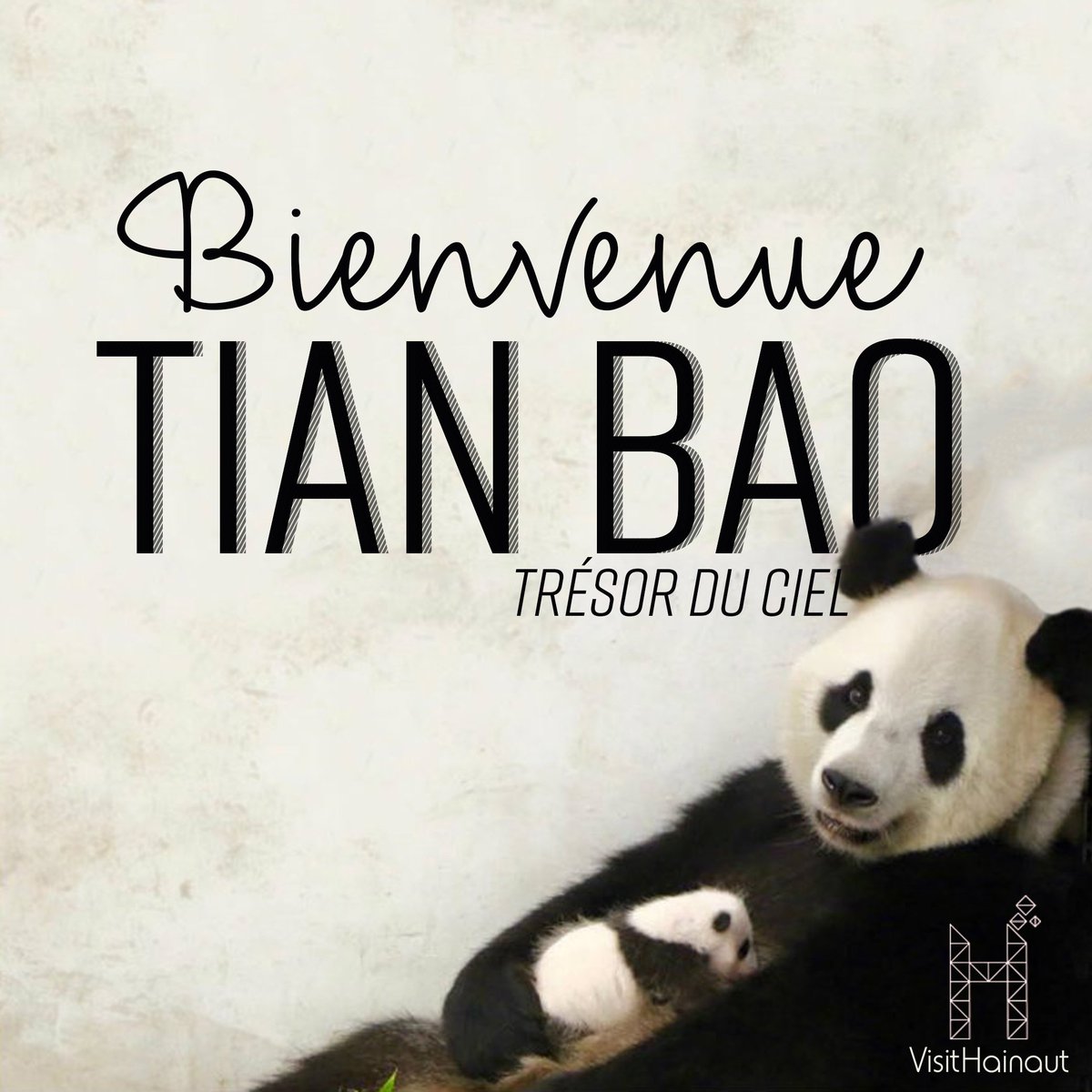 VisitHainaut's tweet photo. Le #babyP  de @Pairi_Daiza_ a un nom !! Bienvenue #Tianbao #Hainaut https://t.co/GwVb3EAjpm
