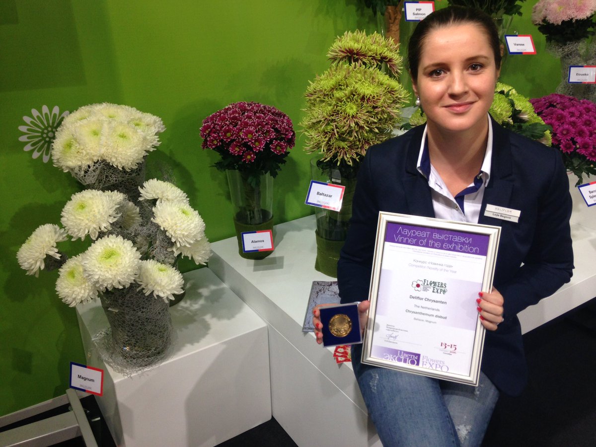 Deliflor's tweet photo. Proud of our gold medal for novelties #Magnum #XXLflower and #Baltazar @flowers_expo #chrysanthemums #disbuds https://t.co/XhWScEUiKe
