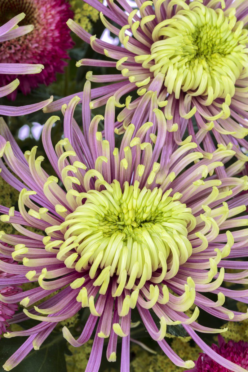 Deliflor's tweet photo. Proud of our gold medal for novelties #Magnum #XXLflower and #Baltazar @flowers_expo #chrysanthemums #disbuds https://t.co/XhWScEUiKe