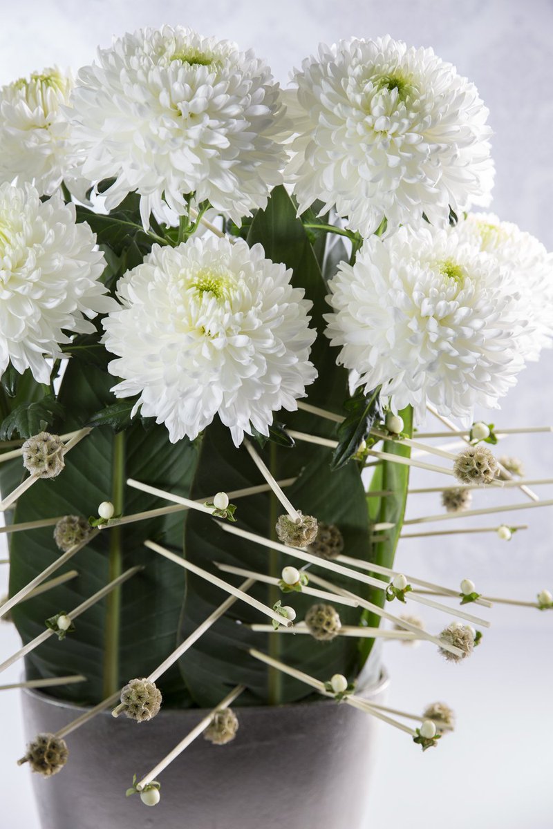 Deliflor's tweet photo. Proud of our gold medal for novelties #Magnum #XXLflower and #Baltazar @flowers_expo #chrysanthemums #disbuds https://t.co/XhWScEUiKe