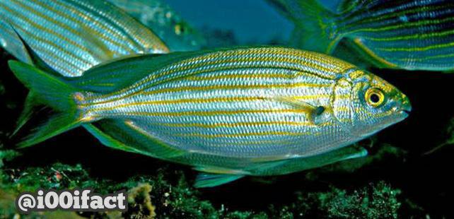 I00Ifact's tweet photo. مصرف گوشت ماهی سالیما پورژی (Salema porgy) مثل مواد روانگردان سبب ایجاد توهم در انسان میشود
#i00ifact https://t.co/FnzKgBxdk2
