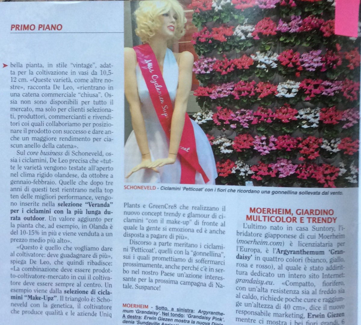 Schoneveld_NL's tweet photo. Schoneveld Breeding's #FlowerTrials in @IlFloricultore settembre2016 #ciclamini #primula# #pricanto #novita https://t.co/LhpJ2Yh3Bm