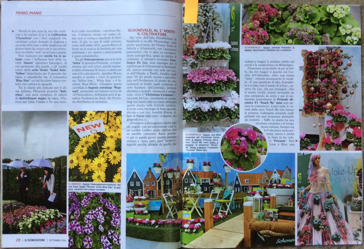 Schoneveld_NL's tweet photo. Schoneveld Breeding's #FlowerTrials in @IlFloricultore settembre2016 #ciclamini #primula# #pricanto #novita https://t.co/LhpJ2Yh3Bm
