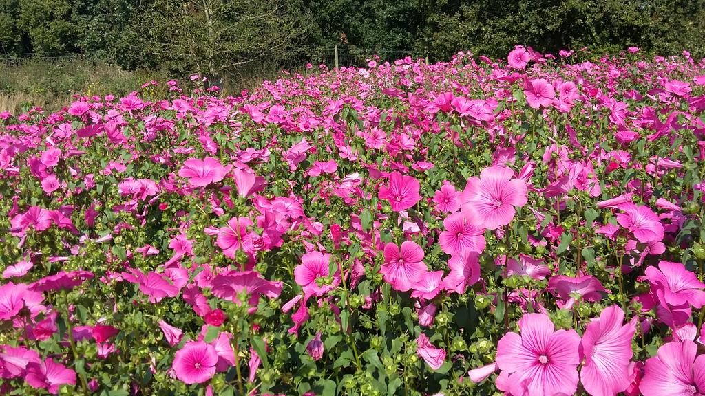 SDuddigan's tweet photo. It's harvest day at the  RHS #organicmatter plots. Bye bye #lavatera! Halfway through already! #RHSomplots https://t.co/EwAoj6EPKU