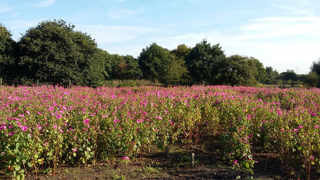 SDuddigan's tweet photo. It's harvest day at the  RHS #organicmatter plots. Bye bye #lavatera! Halfway through already! #RHSomplots https://t.co/EwAoj6EPKU